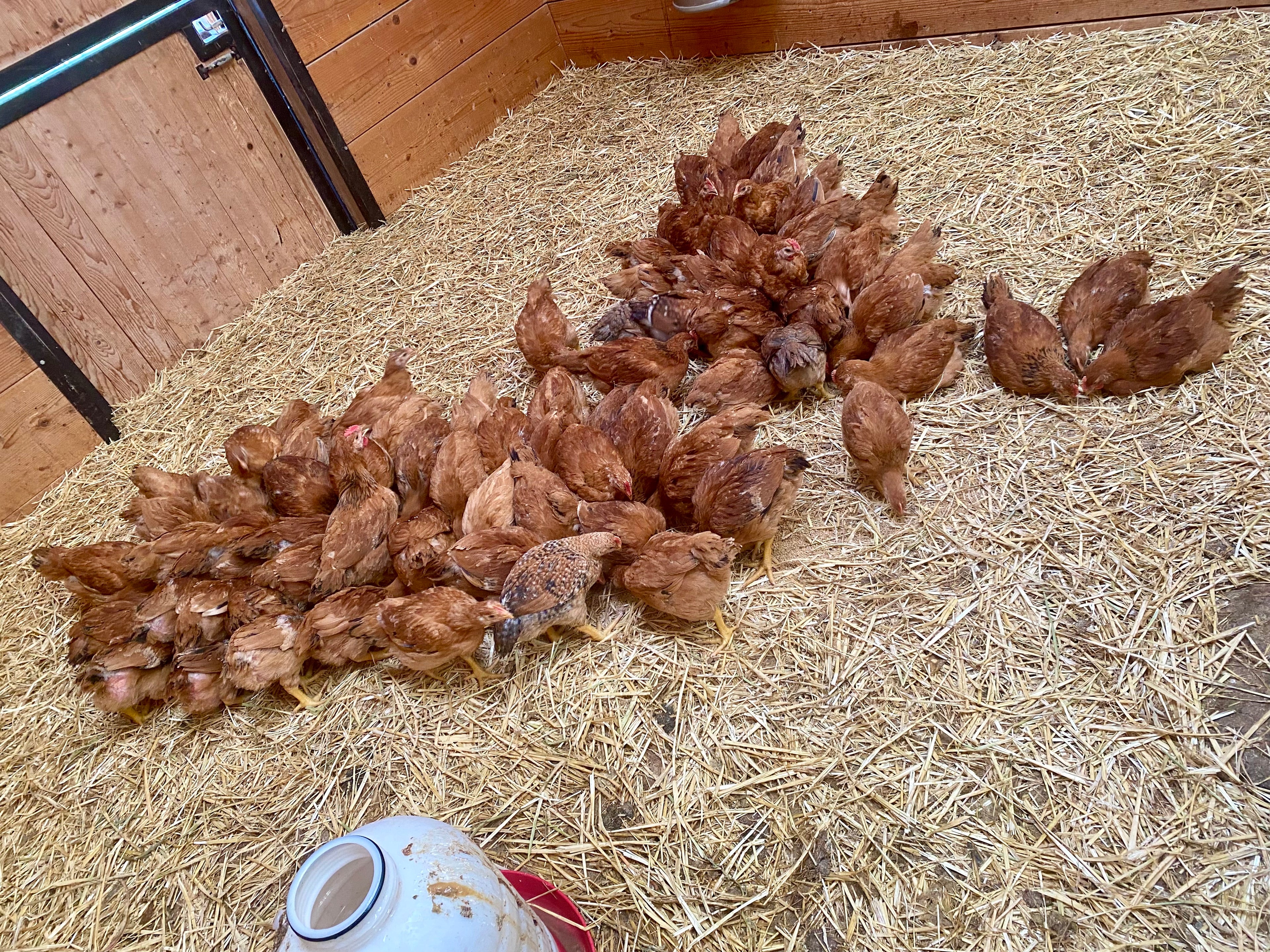 Chicken Pre-order Mid-September Pick-up