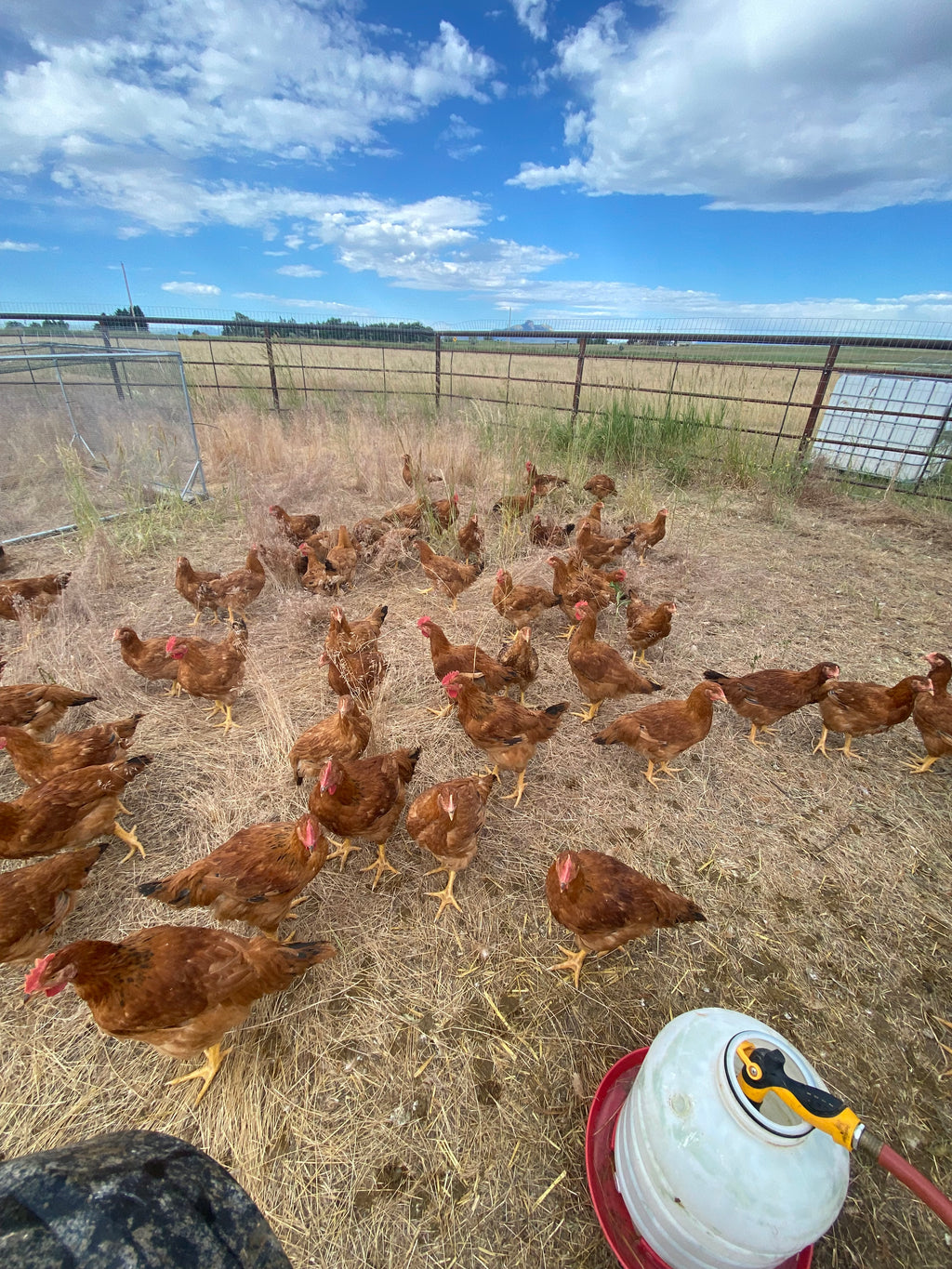 Chicken Pre-order Mid-August Pick-up