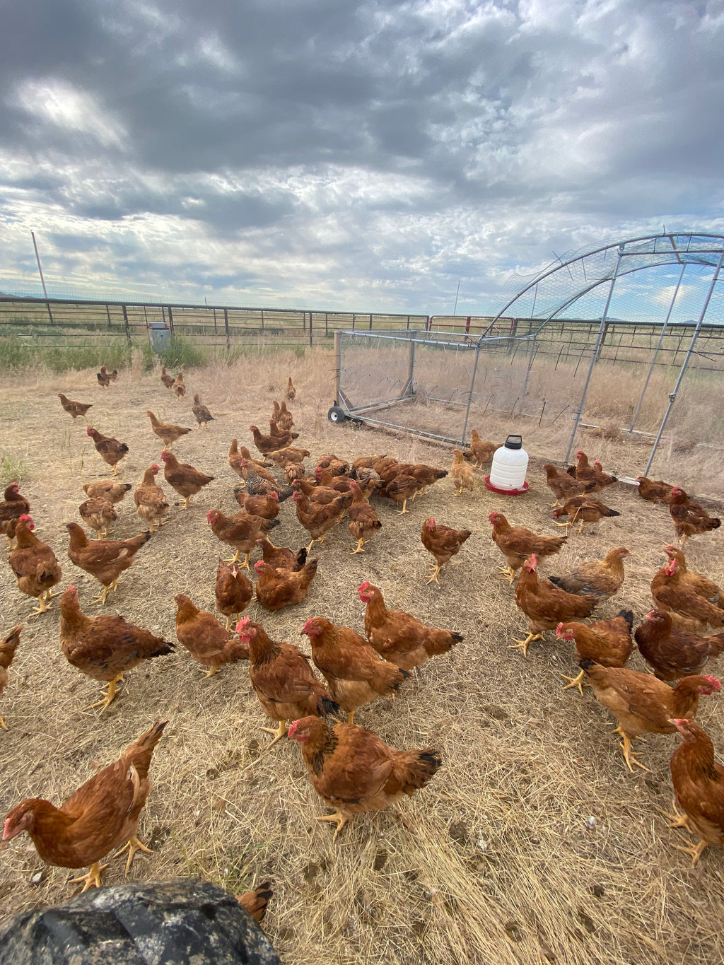Chicken Pre-order Mid-August Pick-up