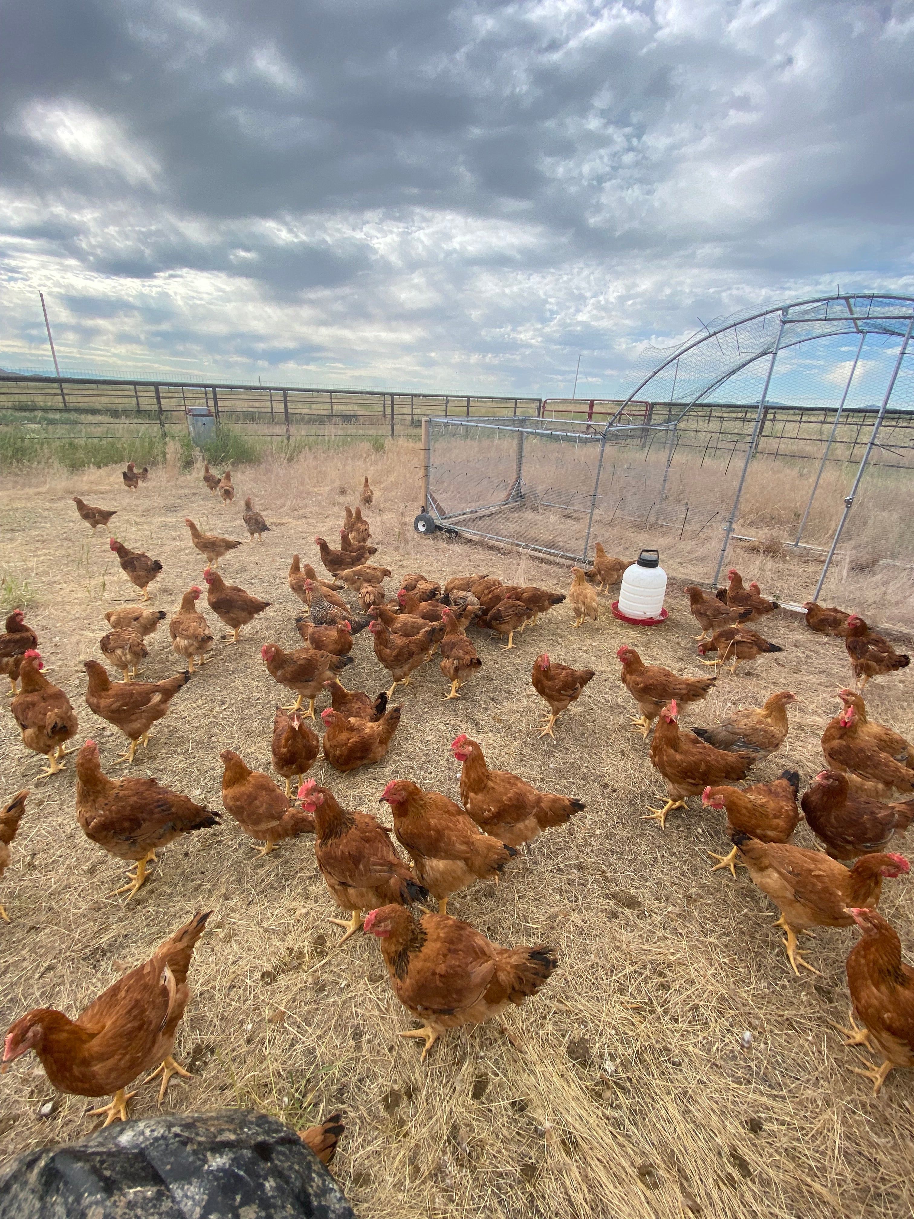 Chicken Pre-order Mid-August Pick-up