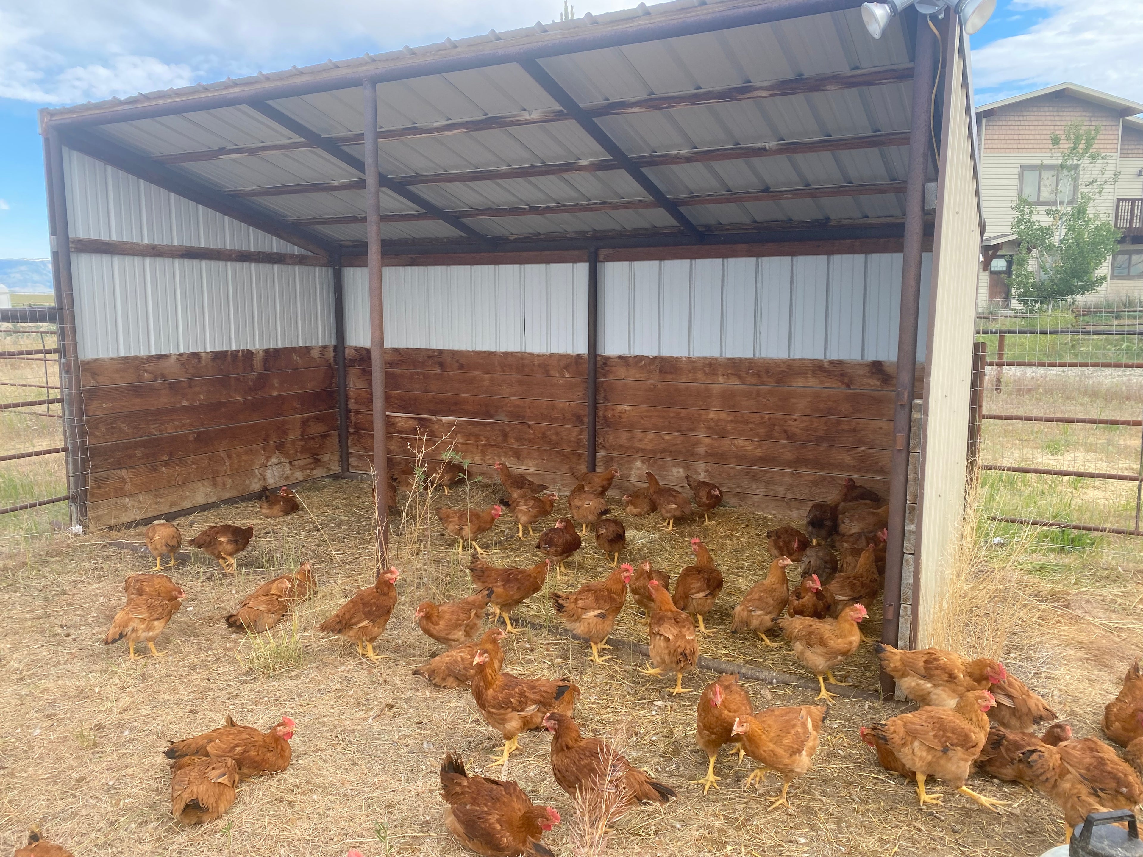 Chicken Pre-order Mid-September Pick-up