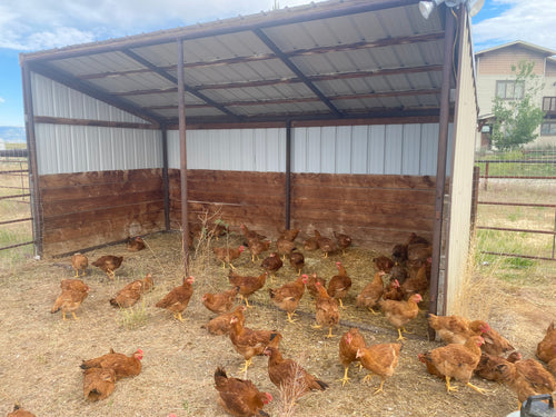 Chicken Pre-order Mid-August Pick-up