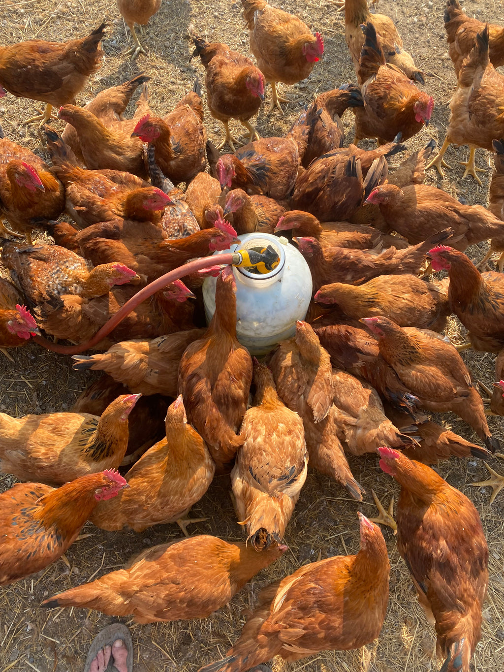 Chicken Pre-order Mid-August Pick-up