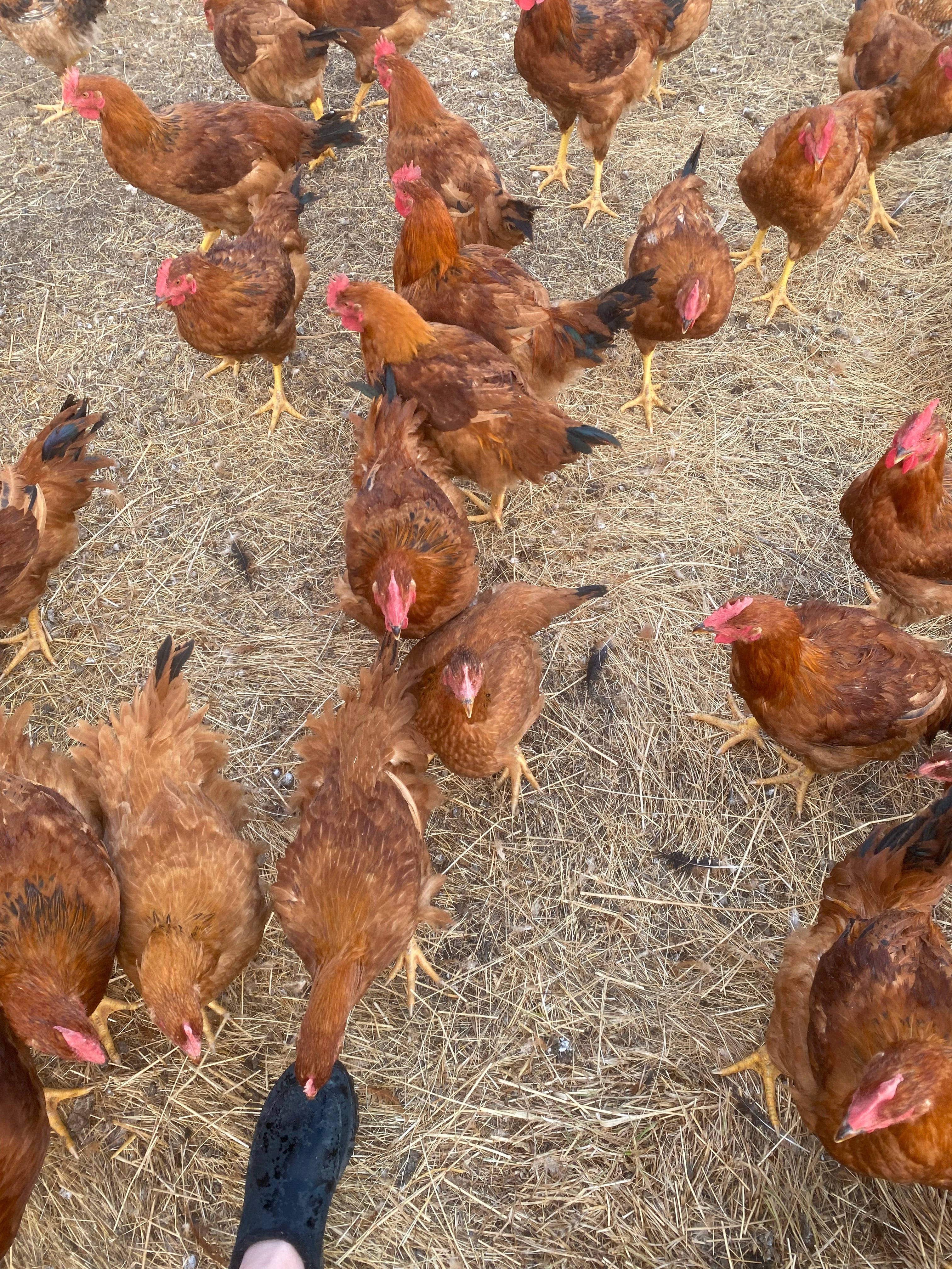 Chicken Pre-order Mid-September Pick-up